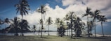 A scenic view of the Florida Keys with palm trees and blue skies.
