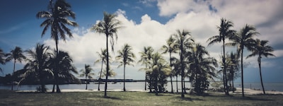 A scenic view of the Florida Keys with palm trees and blue skies.