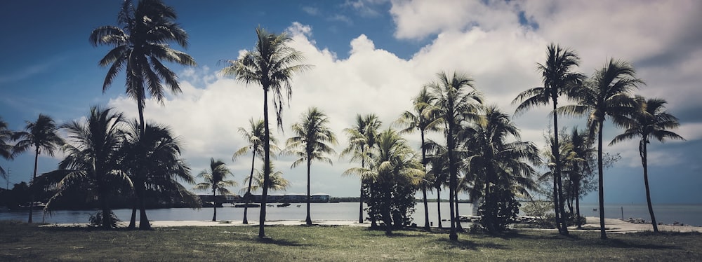 palmeiras alinham a costa de uma ilha tropical