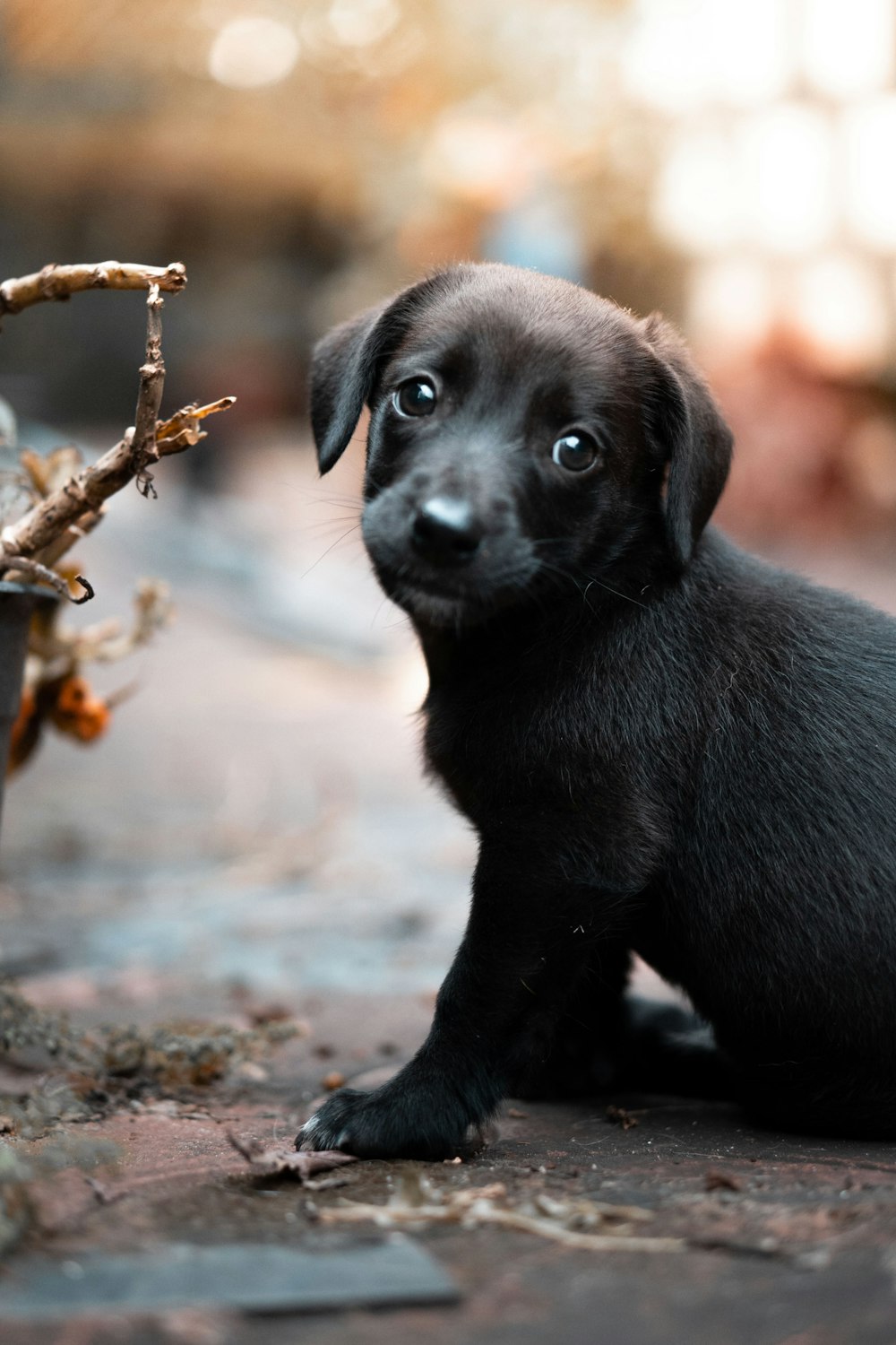 a small black puppy sitting next to a potted plant