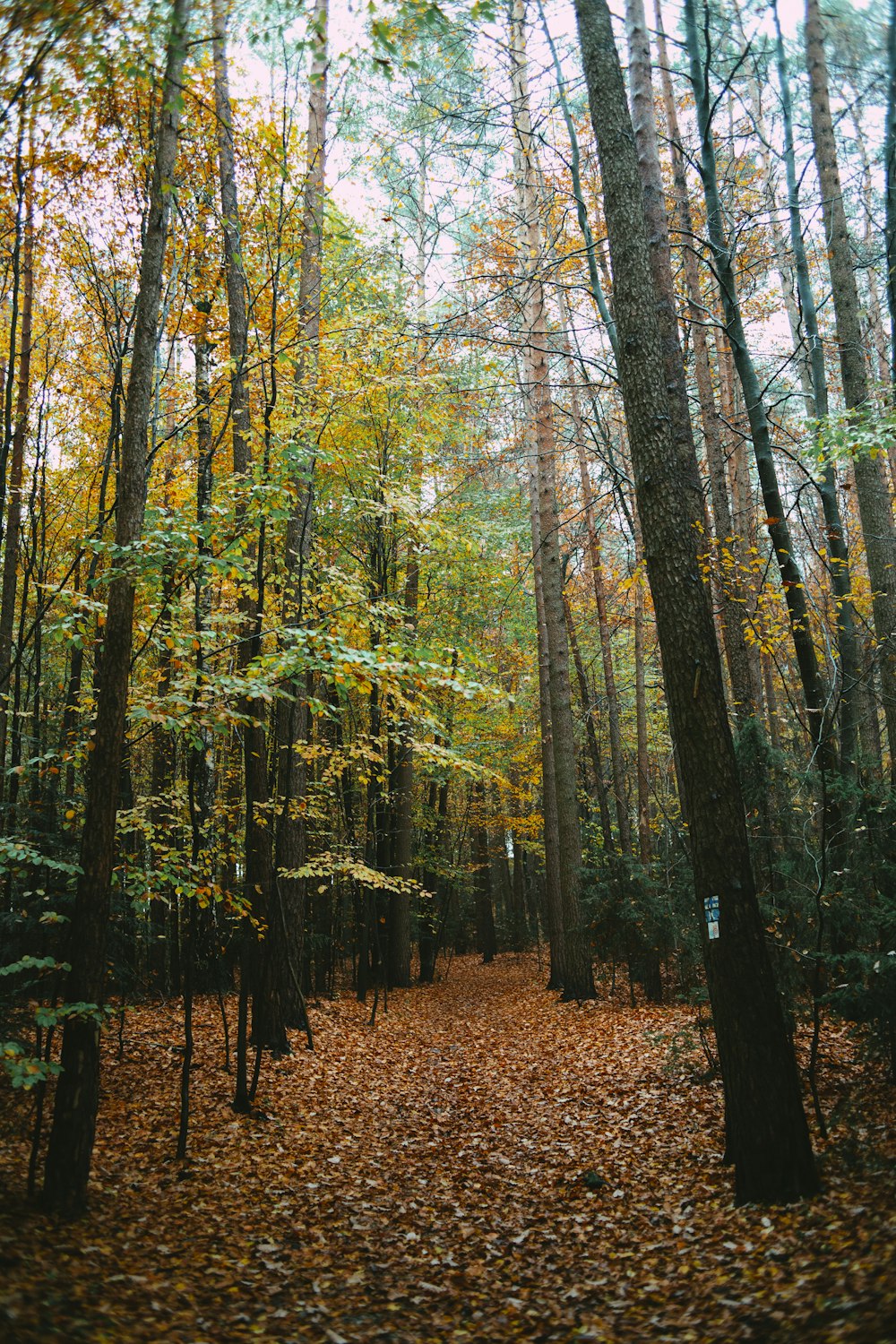 땅에 나뭇잎이 많은 숲을 통과하는 길