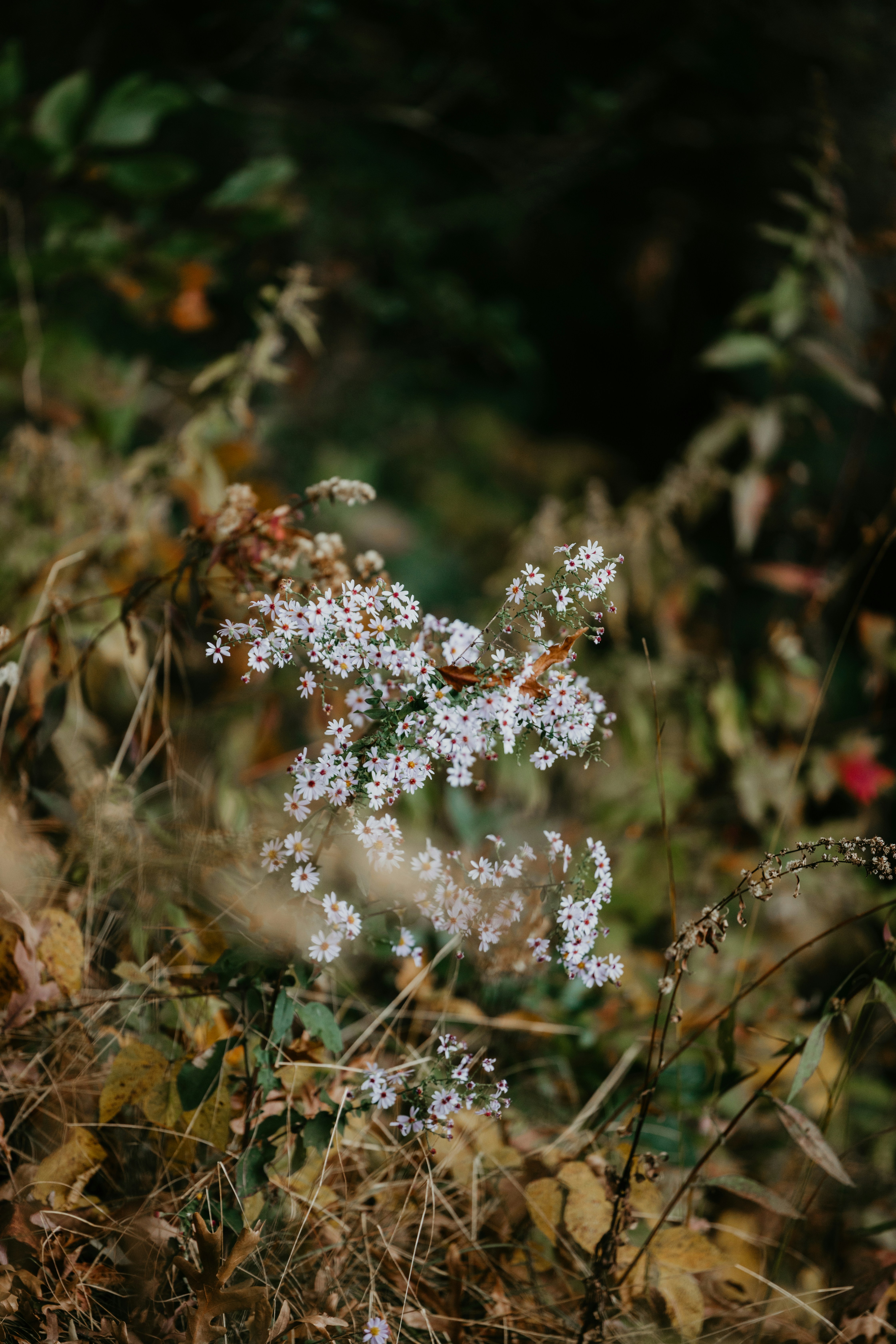 Photo by luismorerat