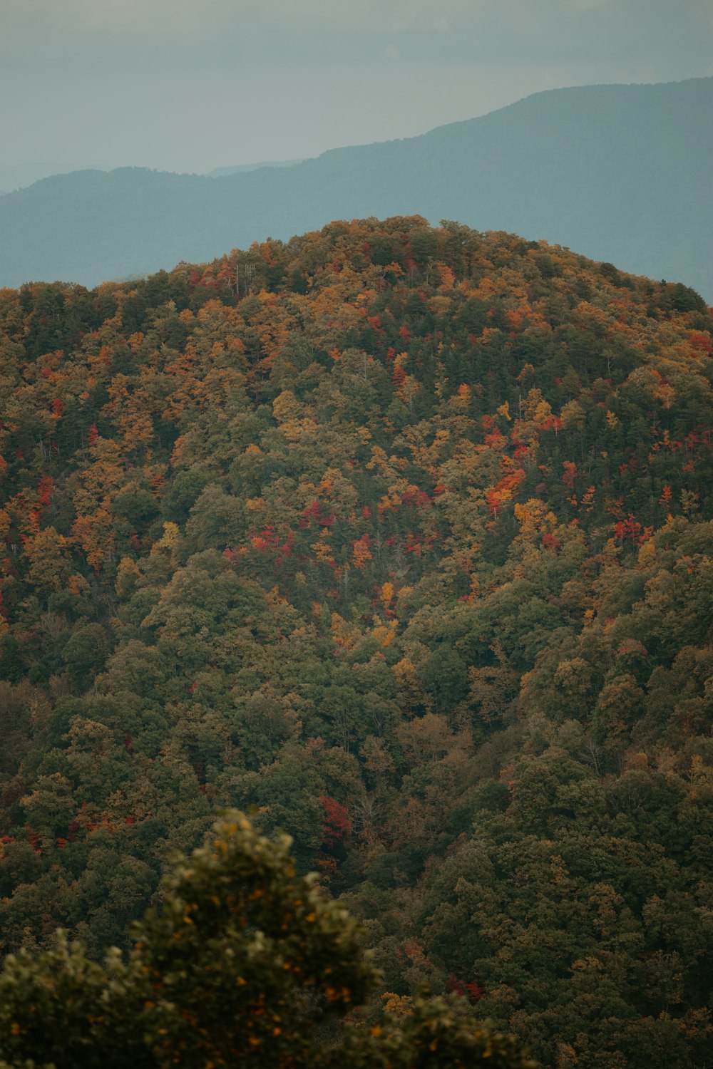 a mountain covered in lots of green and orange trees