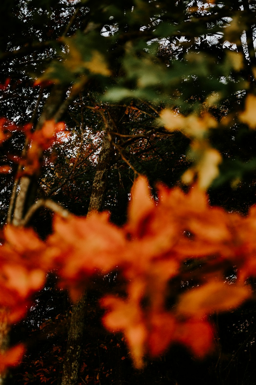 a person riding a skateboard in a wooded area