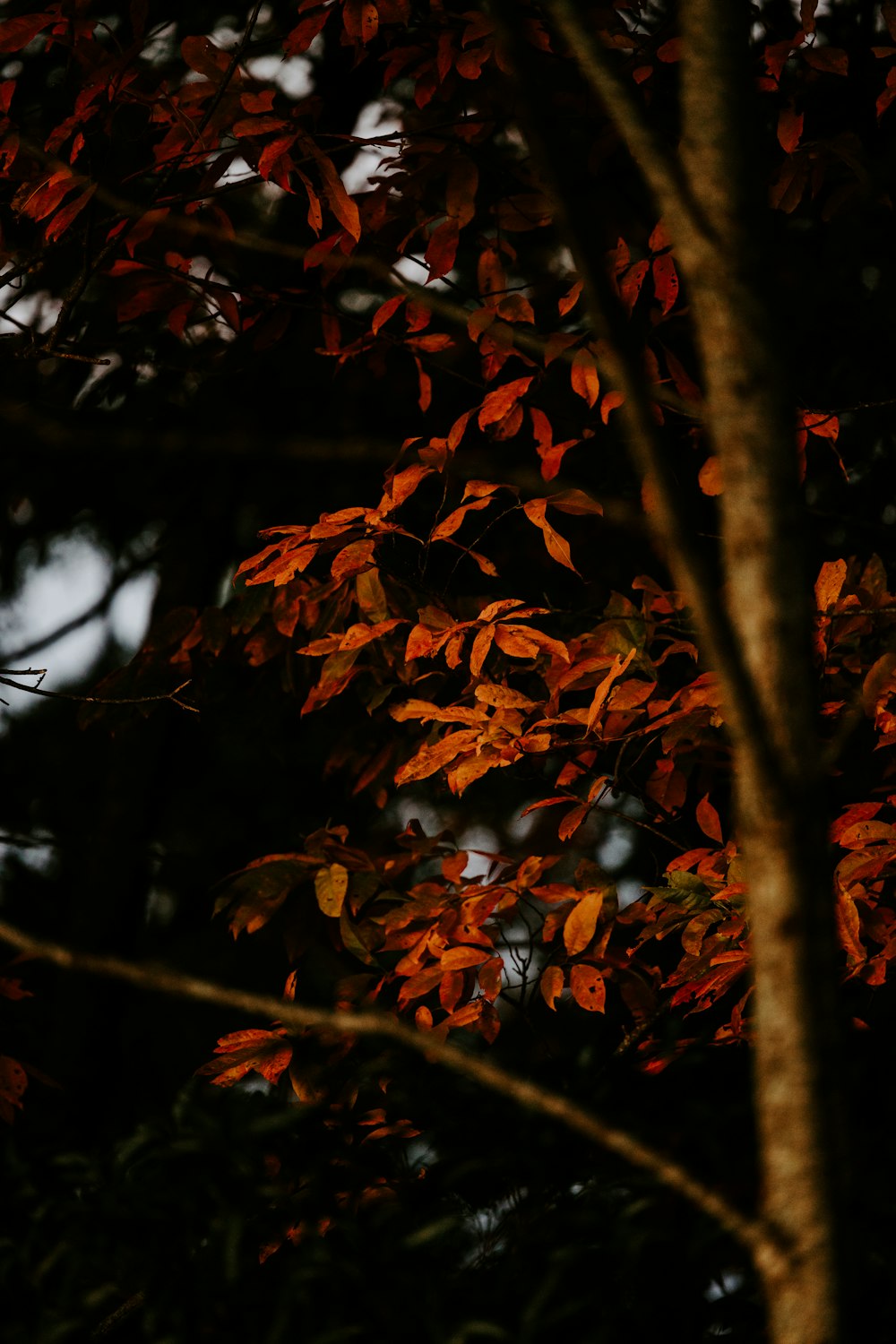 a tree with red leaves in the dark