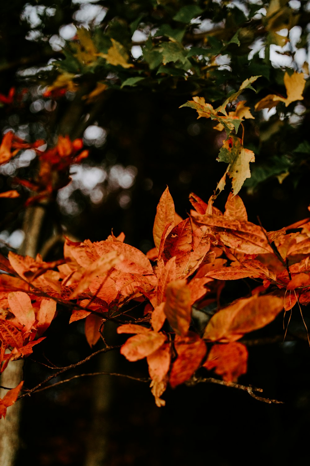 a bunch of leaves that are on a tree