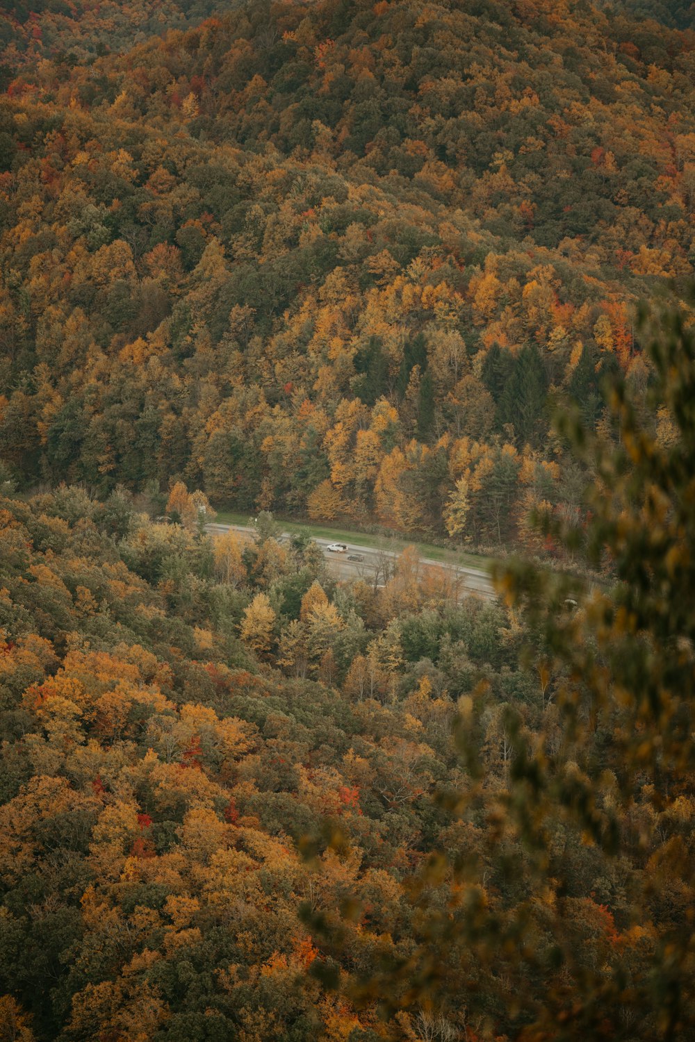 a scenic view of a road surrounded by trees