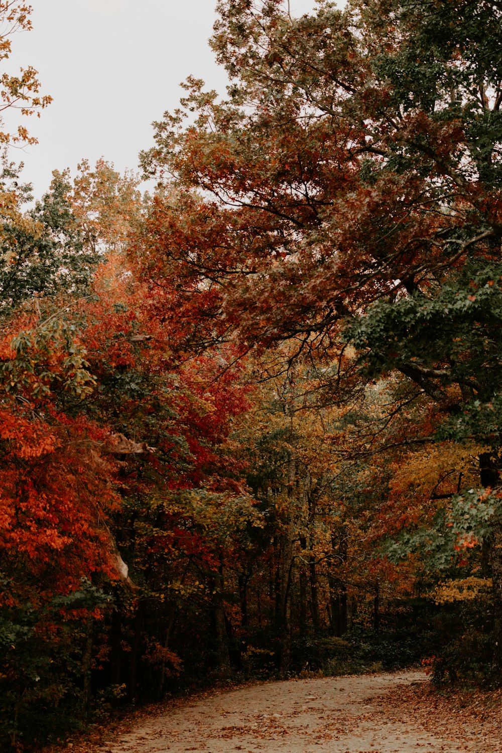 a dirt road surrounded by lots of trees