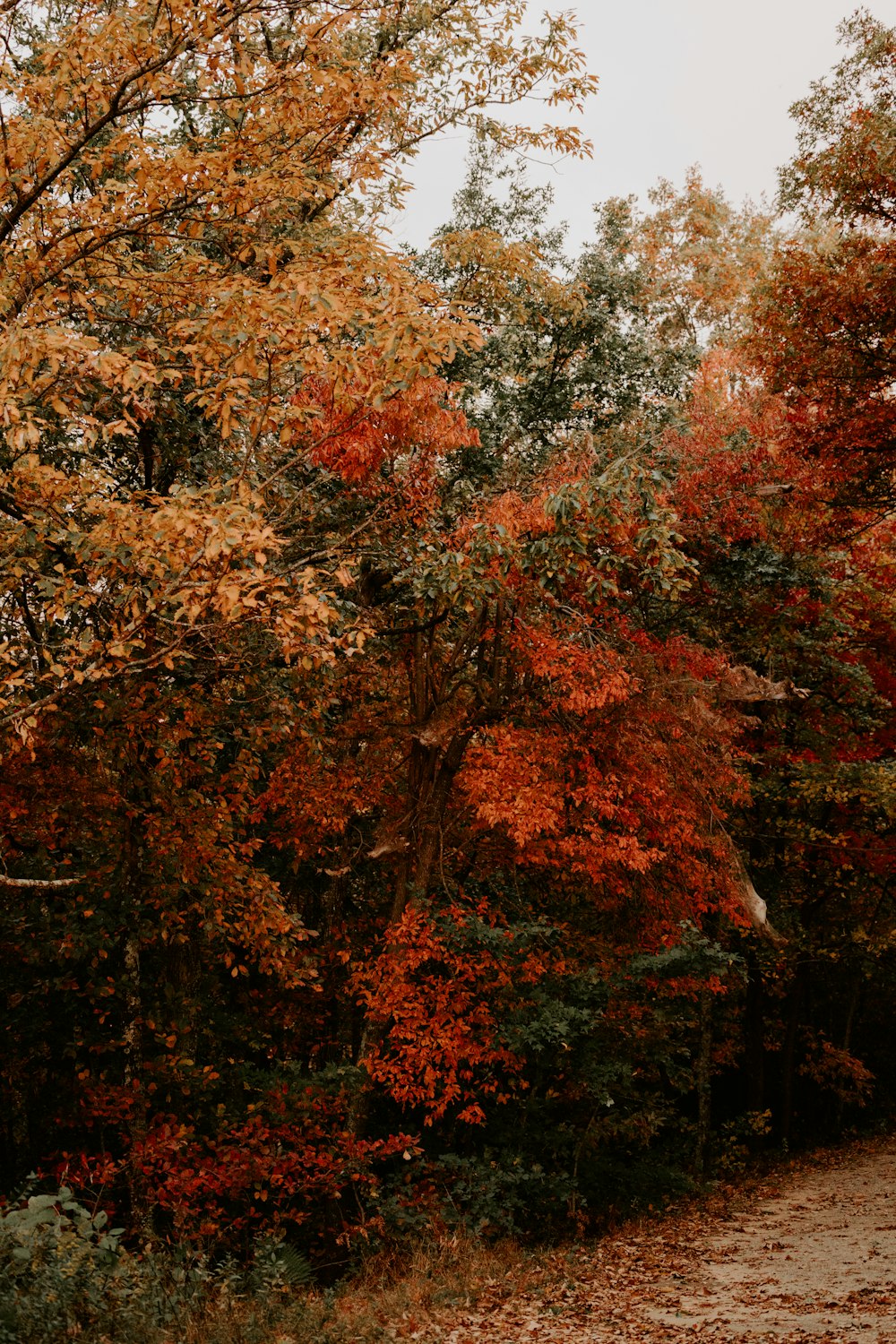 a bench sitting in the middle of a forest