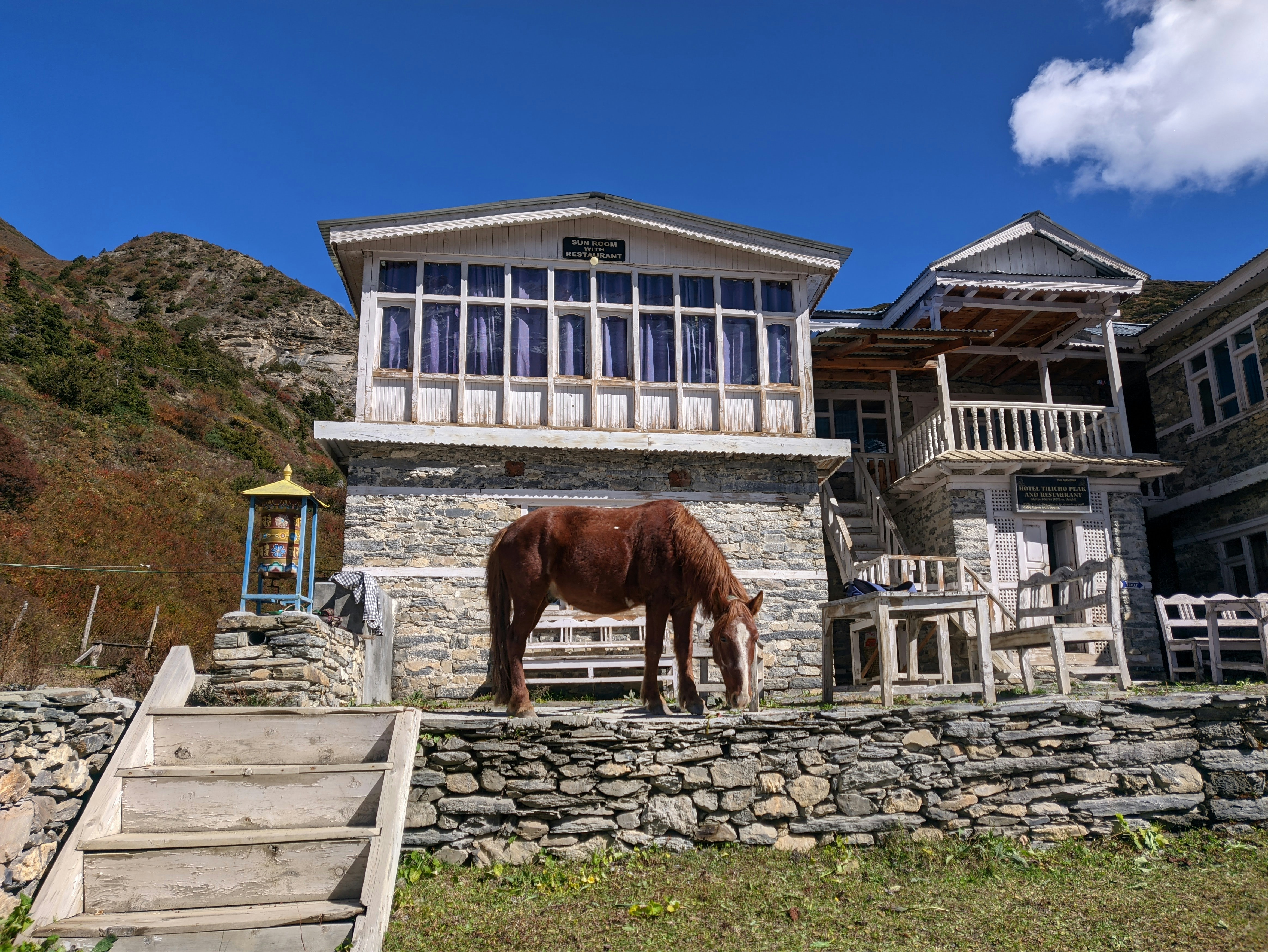 a brown horse standing on top of a grass covered field, 