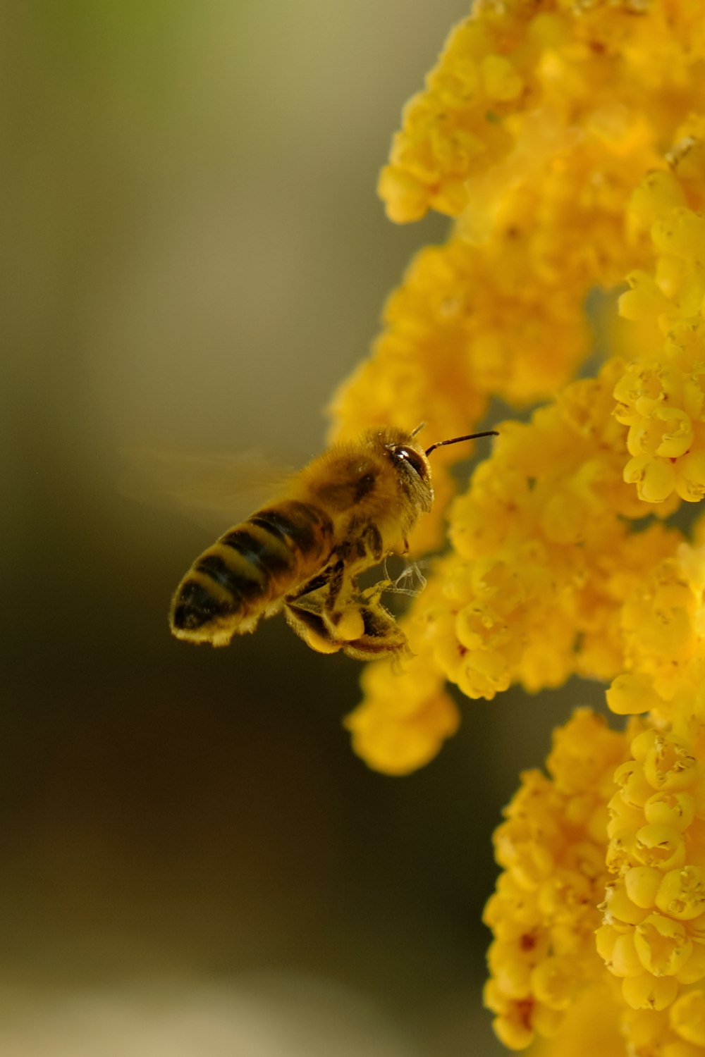 a bee flying away from a yellow flower