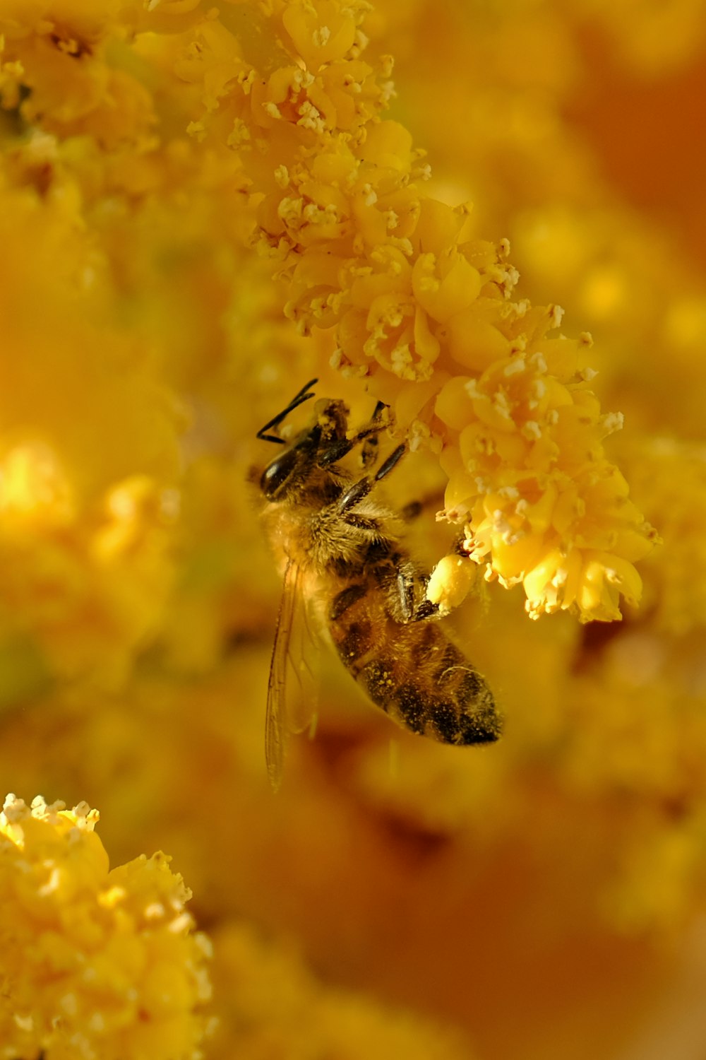 a close up of a bee on a yellow flower