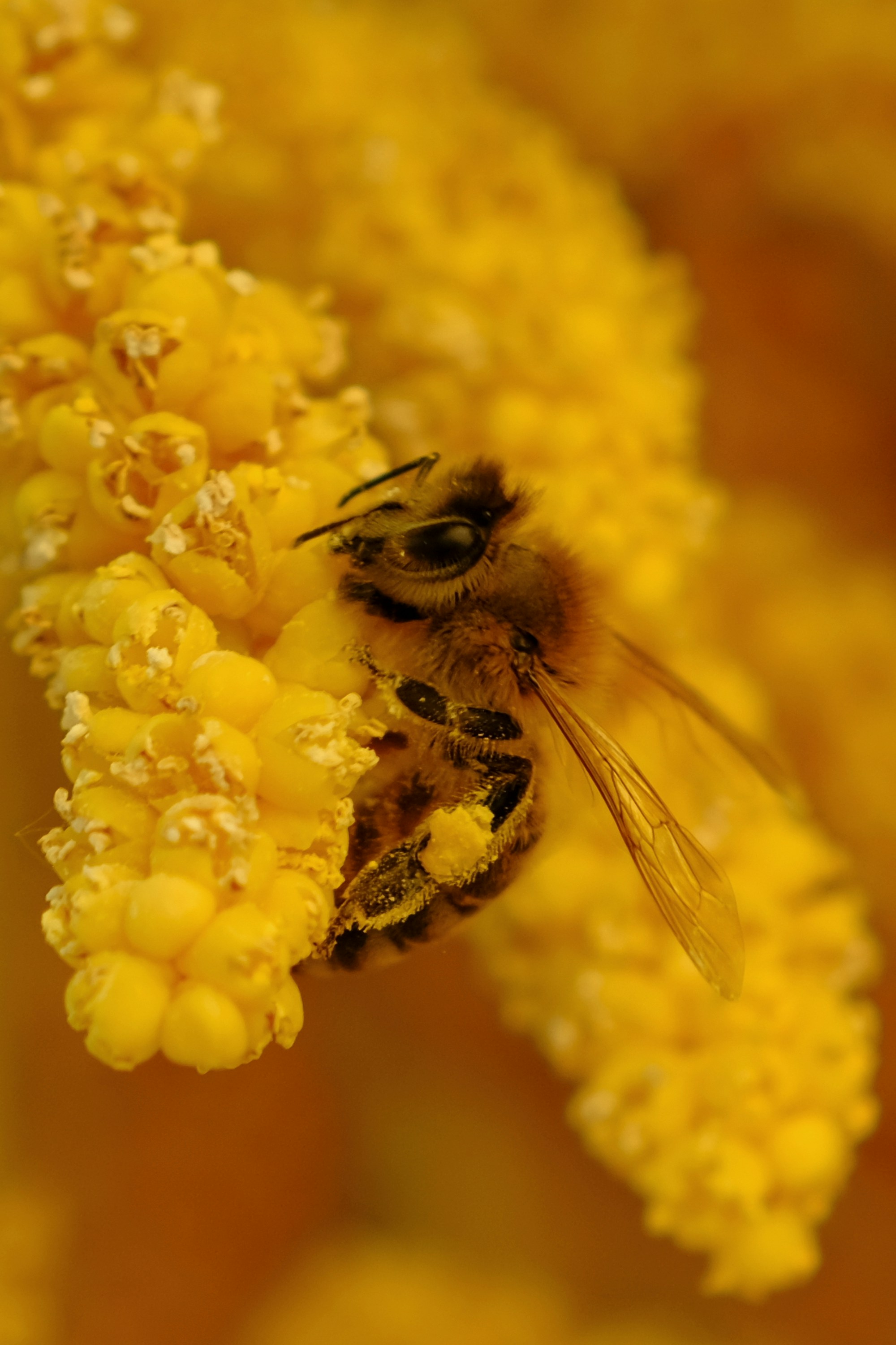 a close up of a bee on a yellow flower