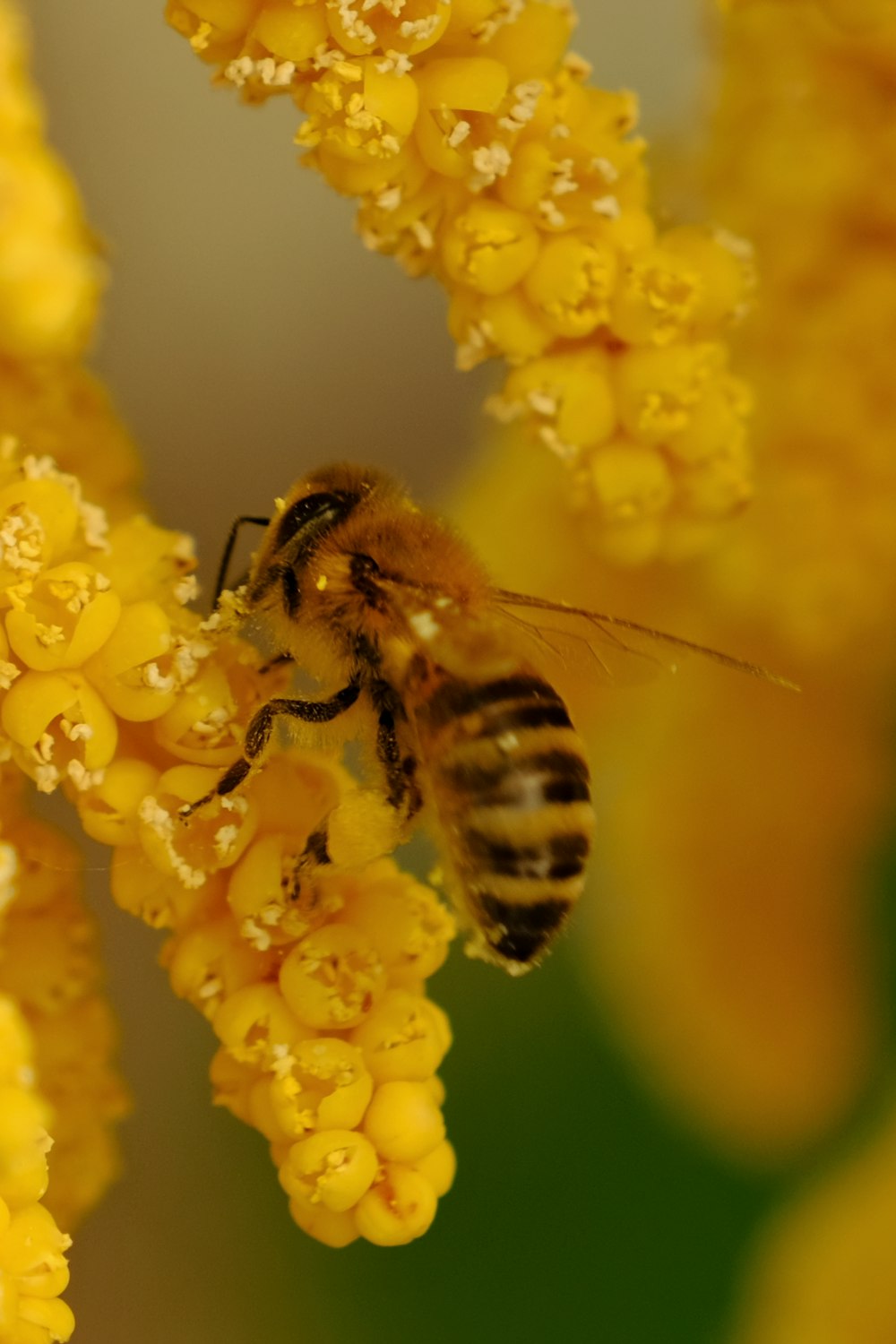 a bee that is sitting on some yellow flowers