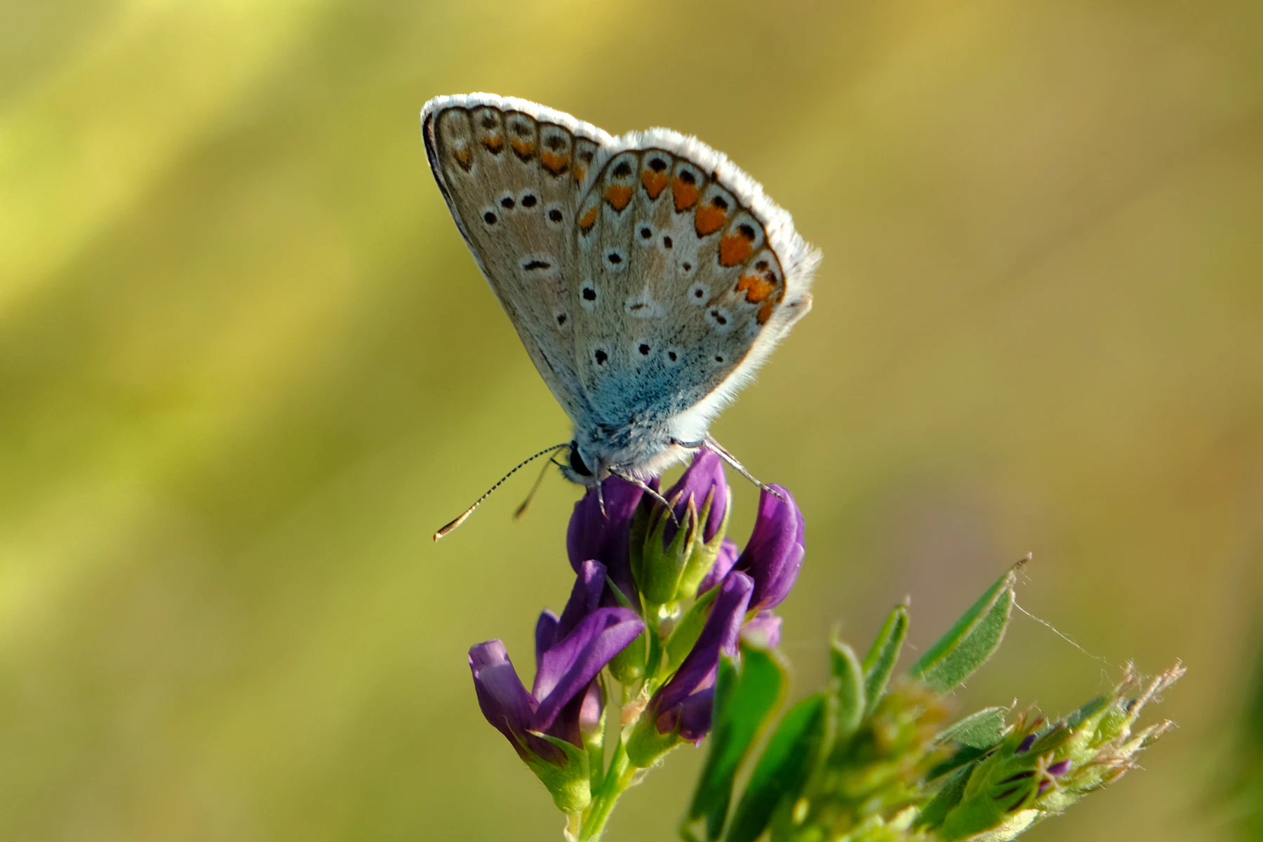A small blue butterfly perched on a purple flower with its wings closed, showing the spotted underside