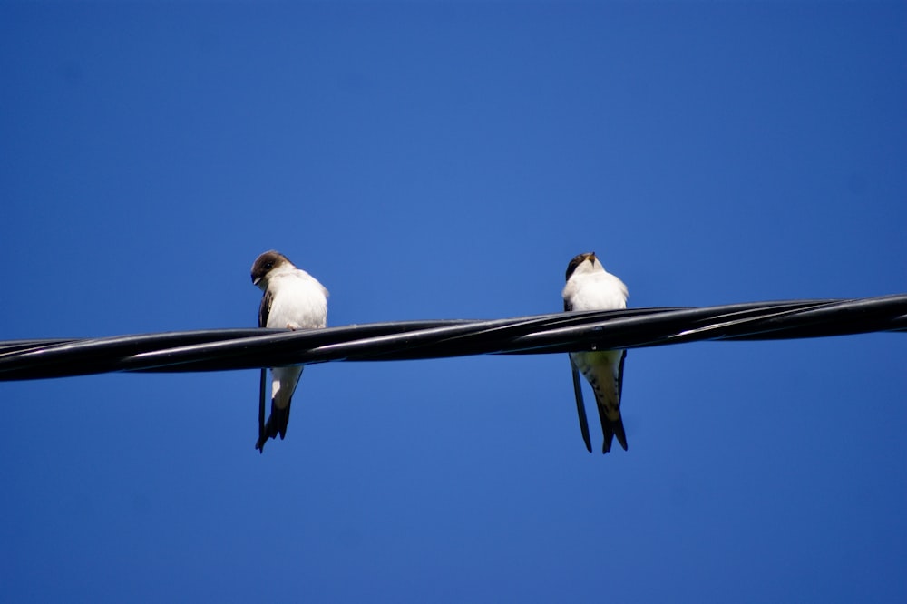 two birds sitting on a power line against a blue sky