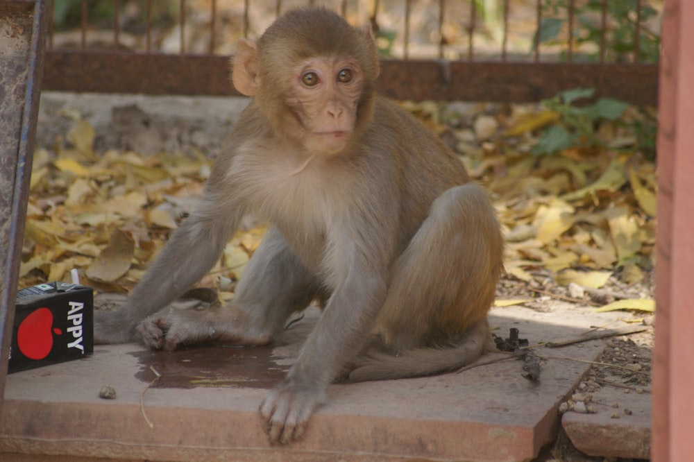 a monkey sitting on the ground next to a can of soda