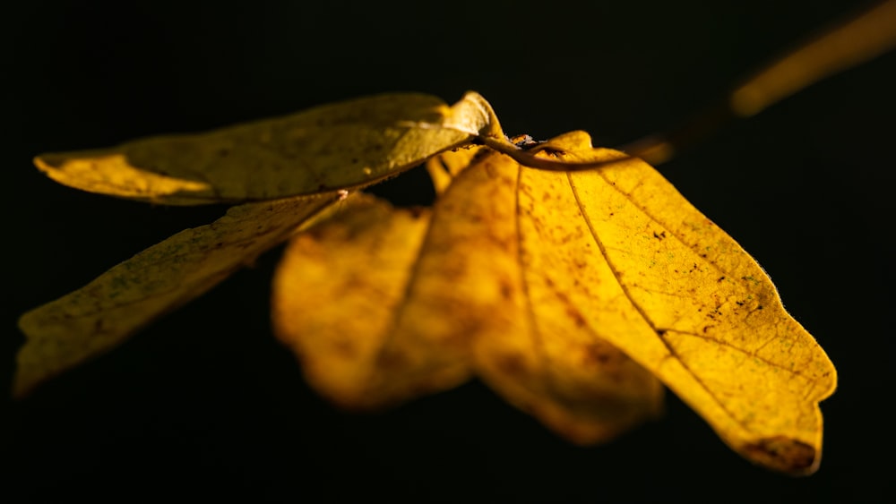 a close up of a yellow leaf on a branch