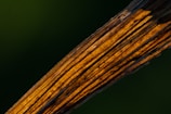a close up of a leaf with a blurry background