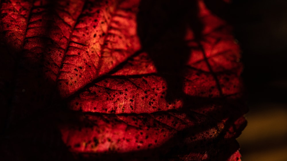 a close up view of a red leaf