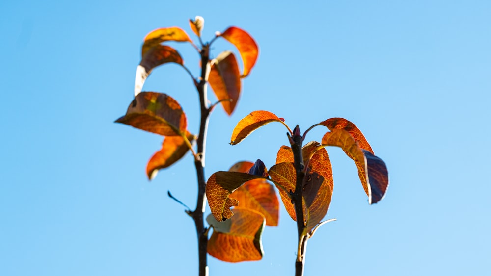 Un primer plano de una planta frondosa con un cielo azul en el fondo