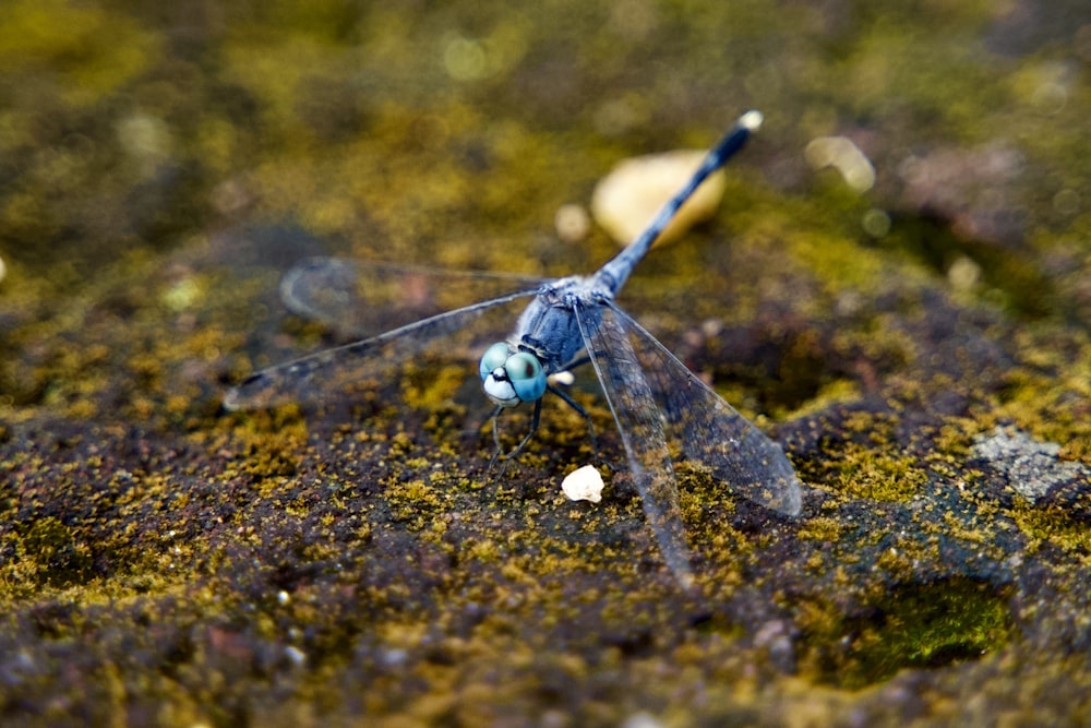 a blue dragonfly sitting on top of a moss covered ground
