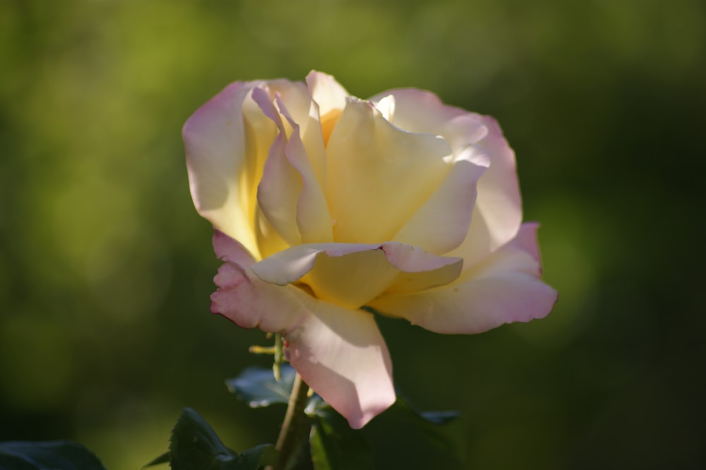 a pink and yellow rose with green leaves