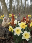A group of chickens is gathered among blooming daffodils in a wooded area. The chickens display various feather patterns and colors, while the bright yellow and white daffodils are in full bloom around them. Bare trees are visible in the background, suggesting an early spring setting.