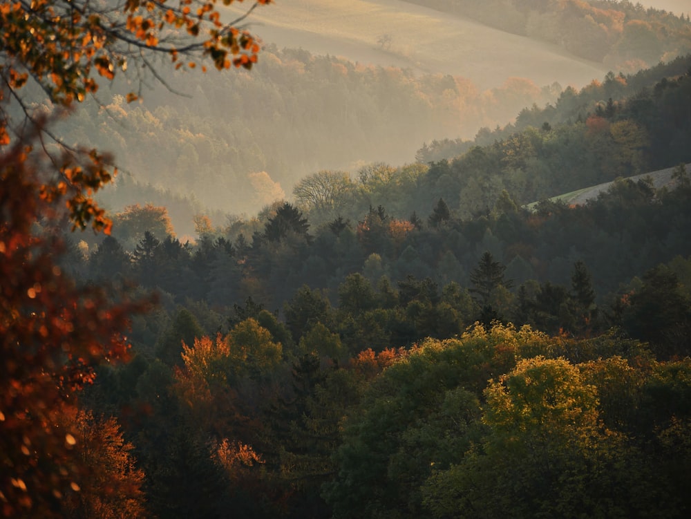 Ein Wald voller Nebel bedeckter Bäume