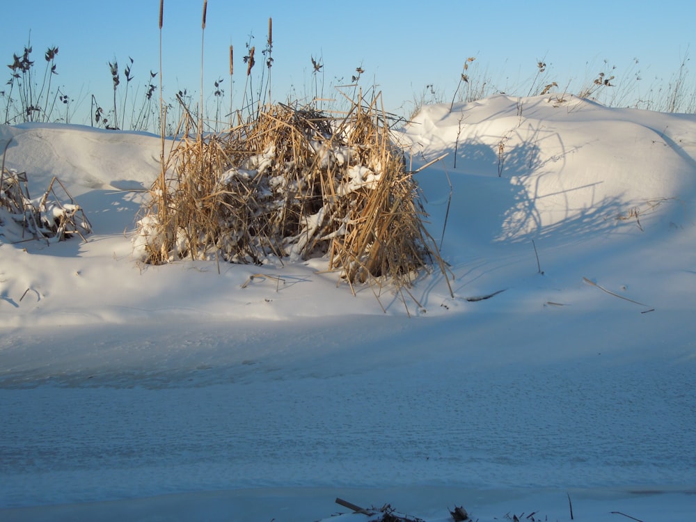 a pile of hay sitting in the middle of a snow covered field