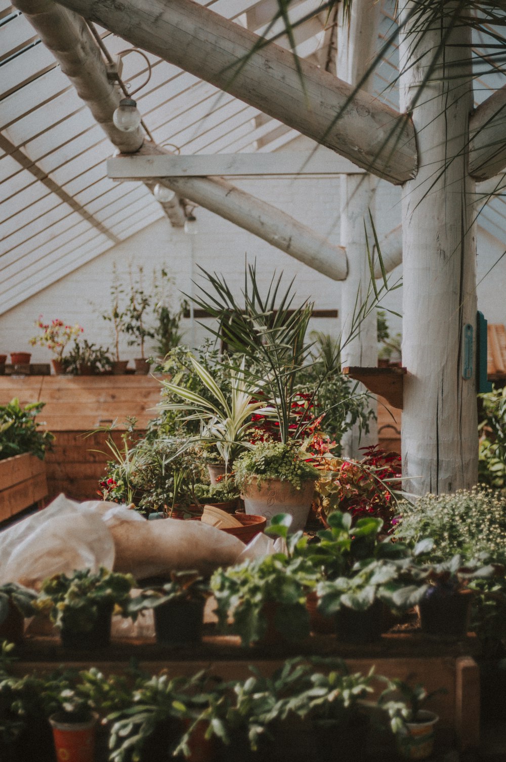 a greenhouse filled with lots of potted plants