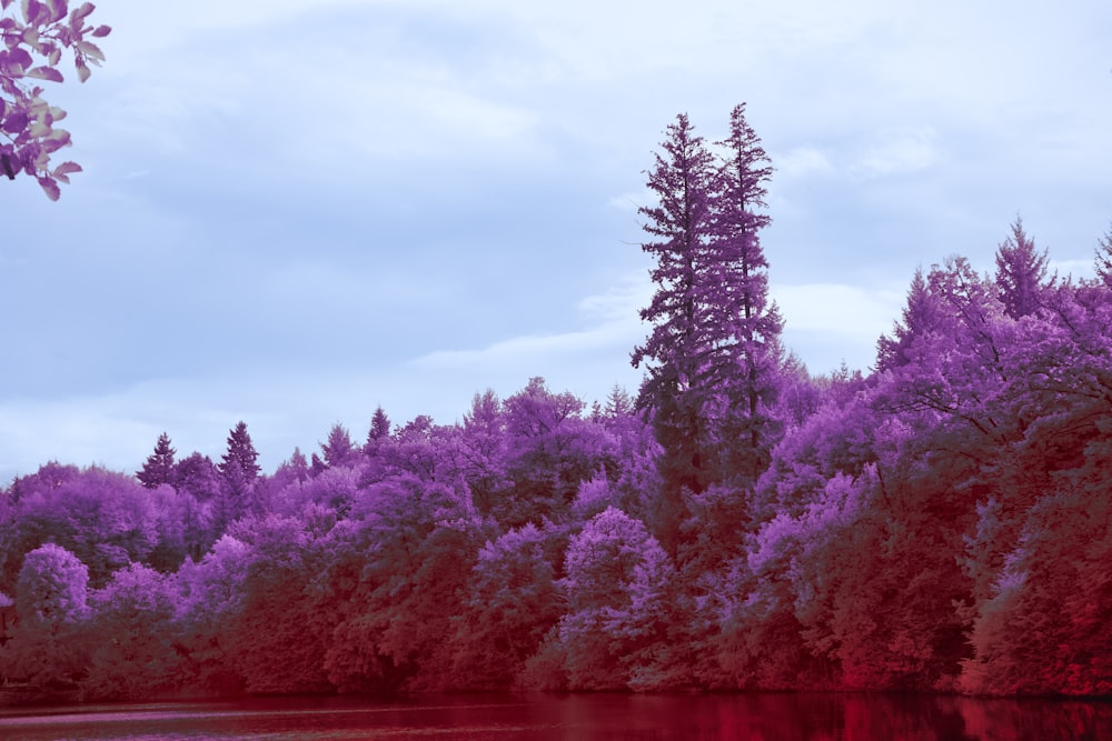 a lake surrounded by trees with purple foliage