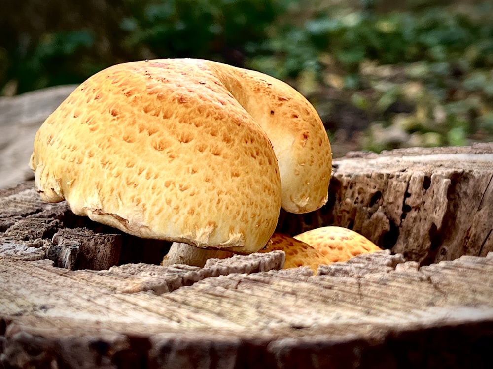 a close up of a mushroom on a tree stump