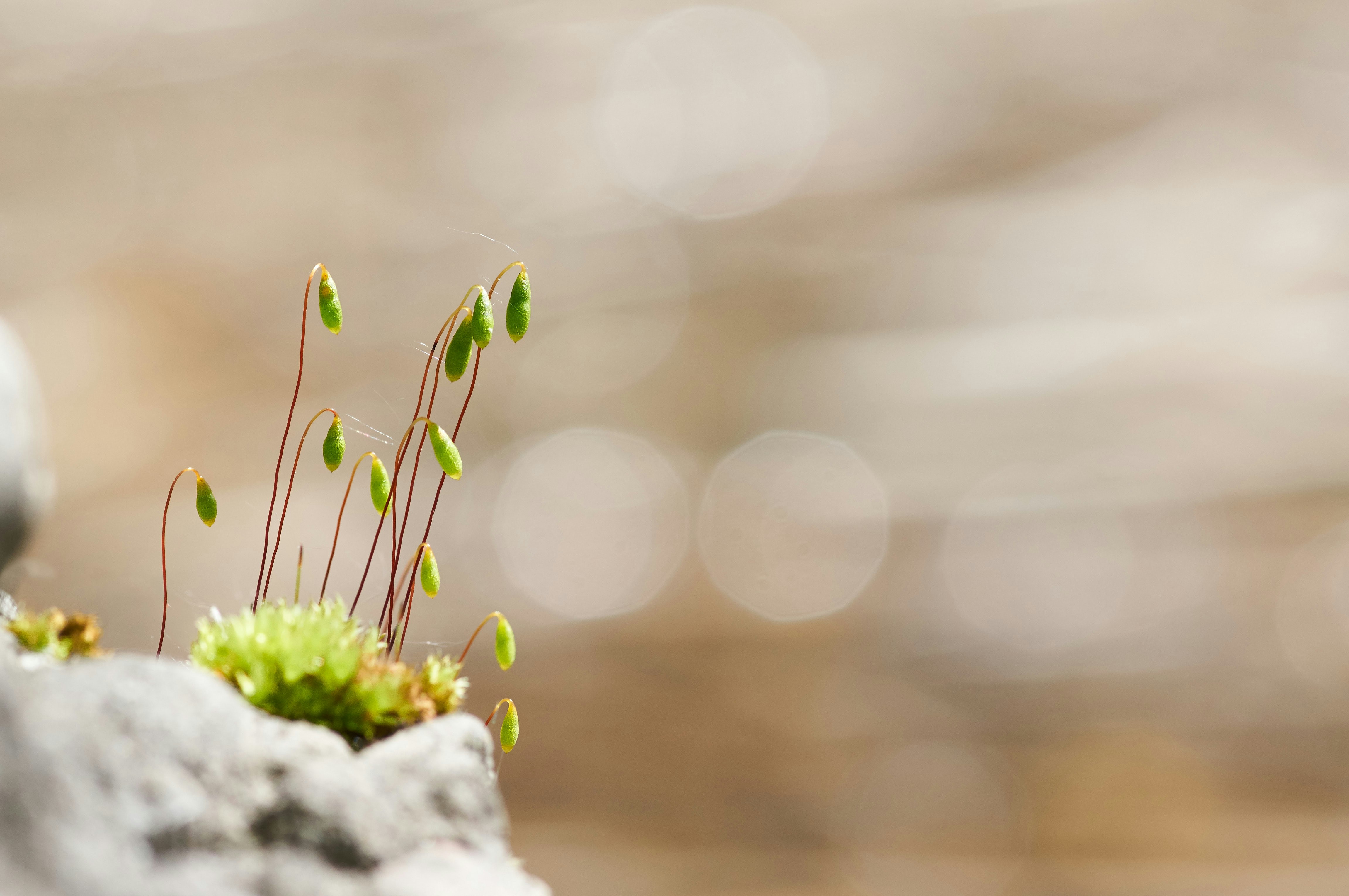 a close up of a plant growing out of a rock