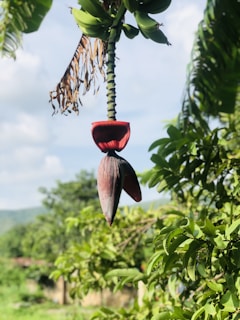 A vibrant banana plantation under a bright tropical sky, showing lush green leaves and bunches of bananas.