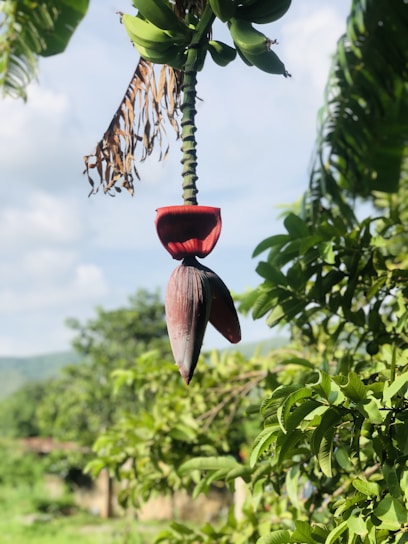 A vibrant banana plantation under a bright tropical sky, showing lush green leaves and bunches of bananas.
