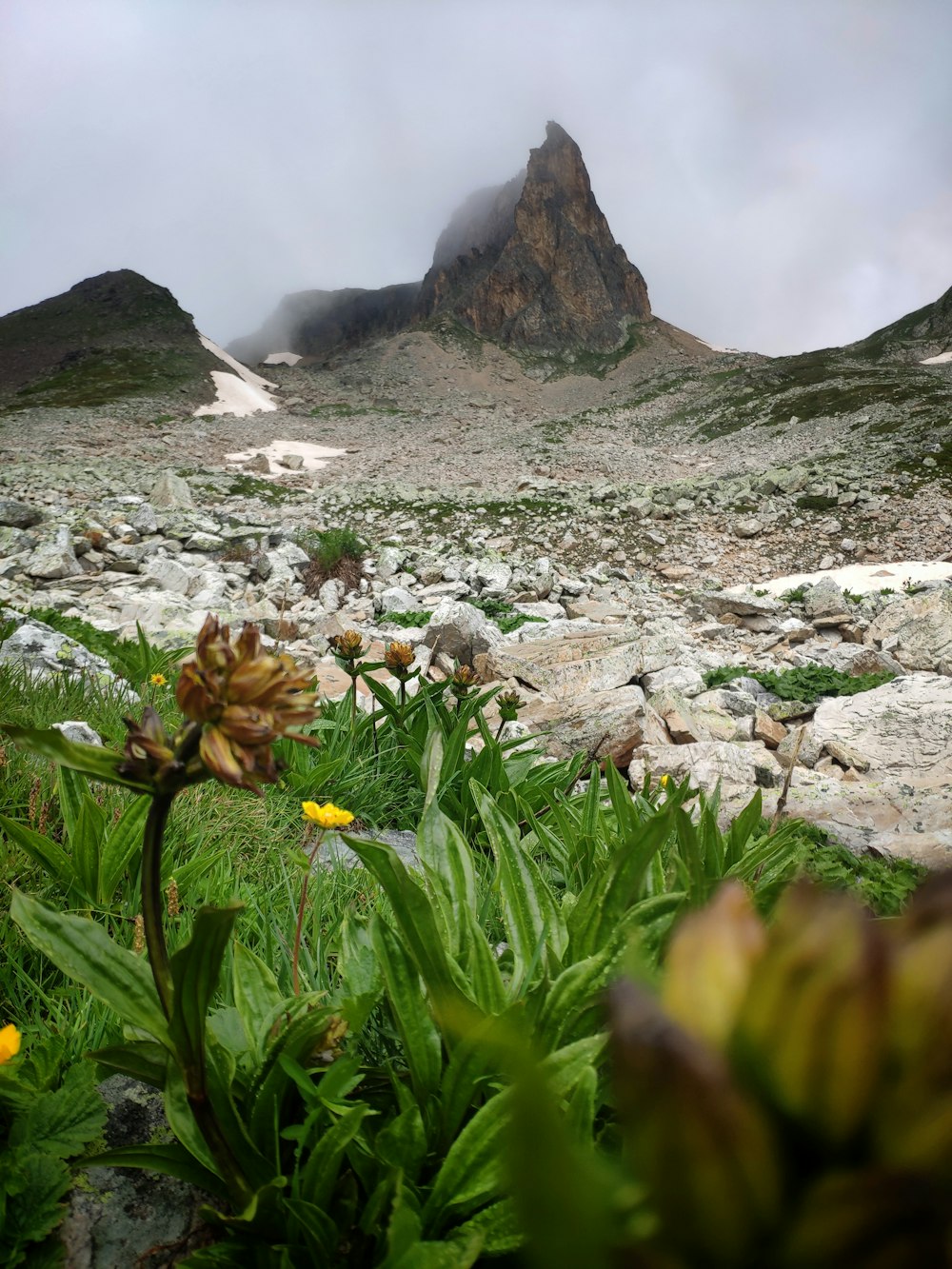 a mountain with a few flowers in the foreground