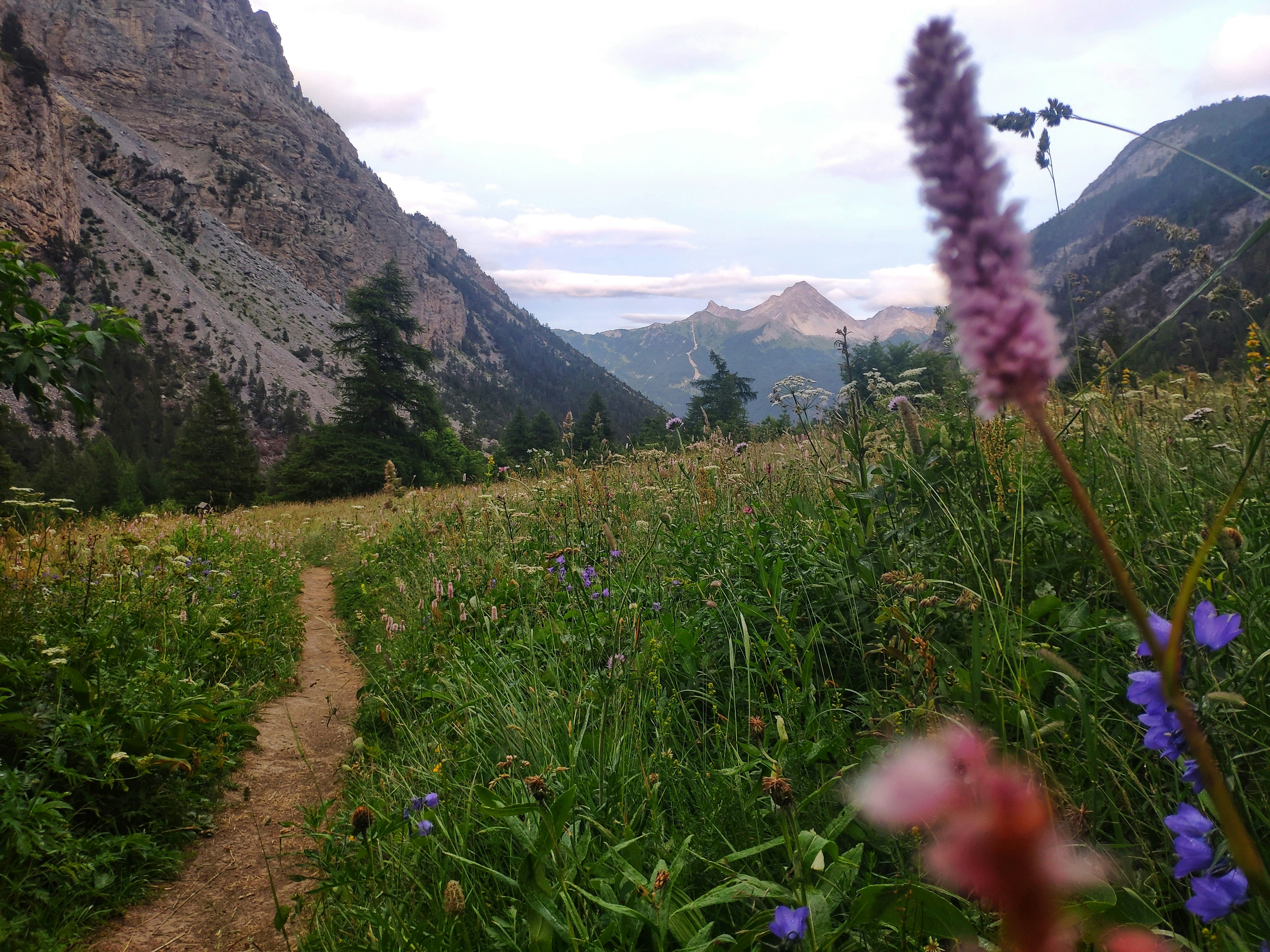 Un sentiero si snoda attraverso un campo di fiori selvatici