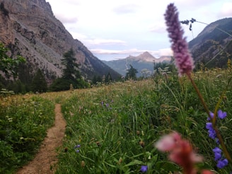 a trail winds through a field of wildflowers