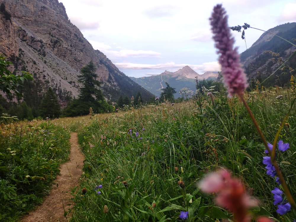 a trail winds through a field of wildflowers