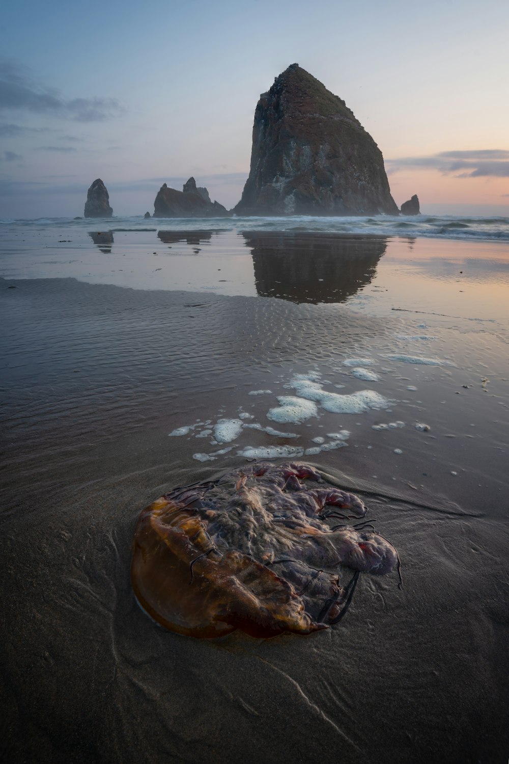 Eine Qualle am Strand angespült mit einem Felsen im Hintergrund