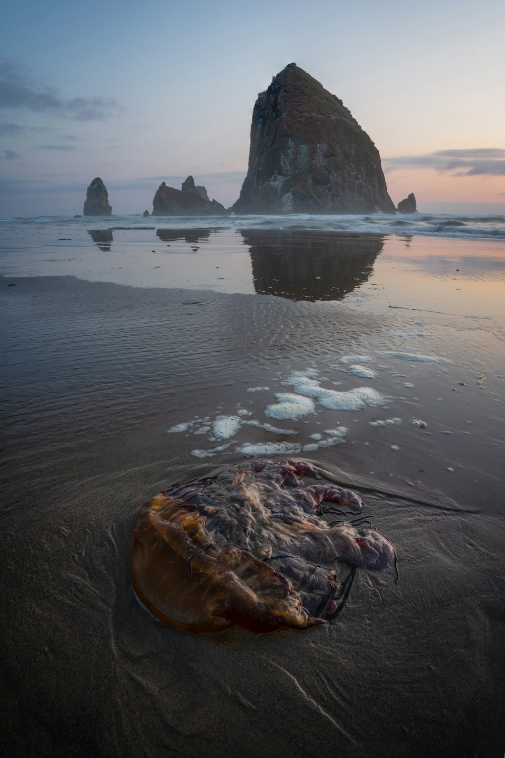 a jellyfish washed up on the beach with a rock in the background