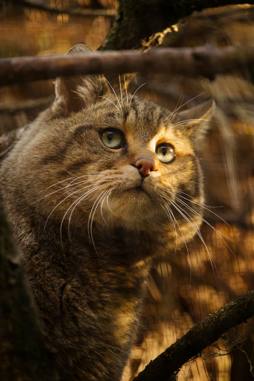 a close up of a cat behind a fence