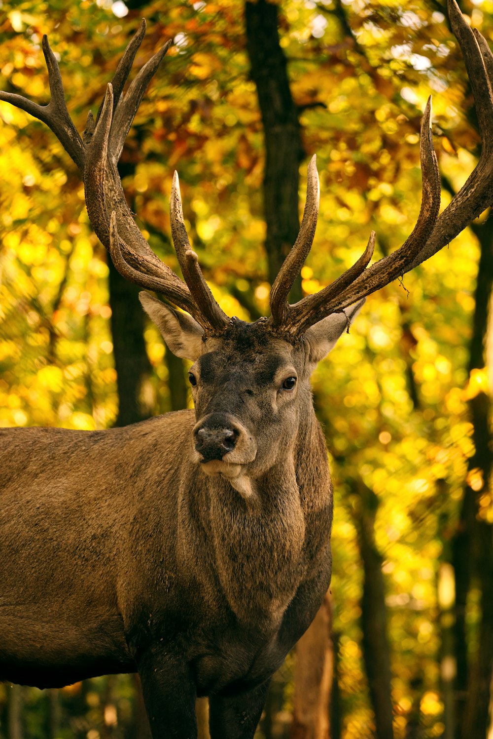 a close up of a deer with antlers near trees