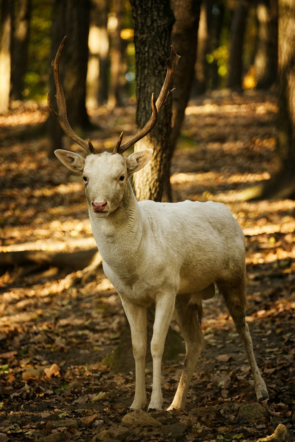 a white deer standing in the middle of a forest