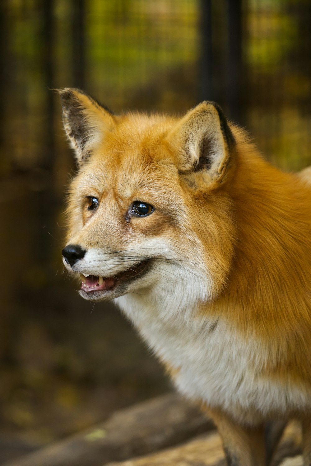 a close up of a dog with a blurry background