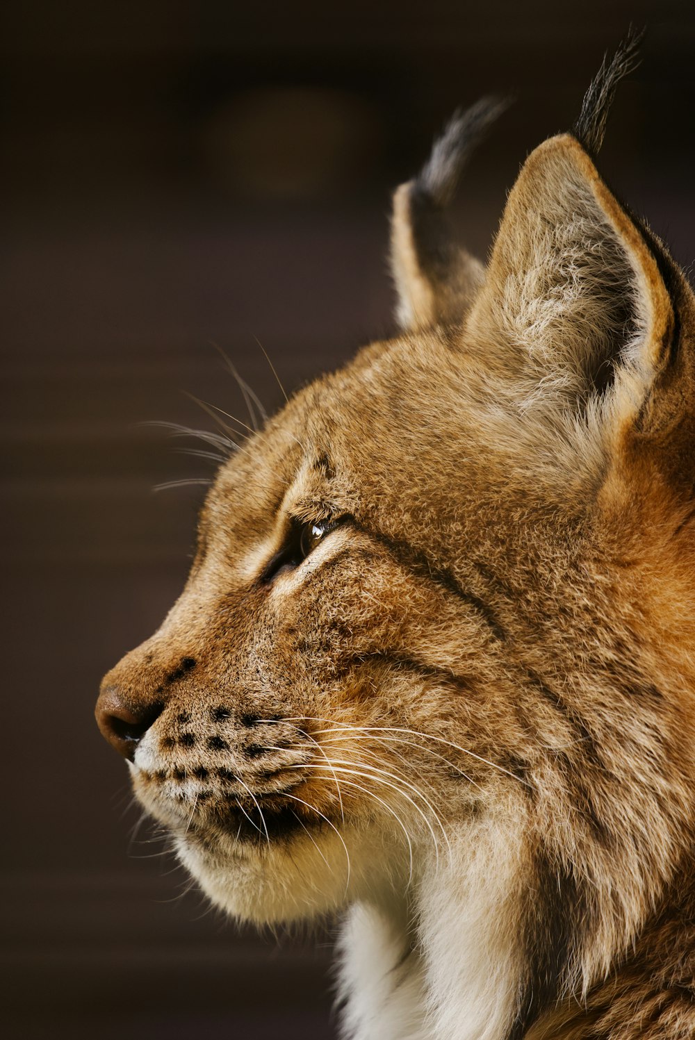 a close up of a cat's face with a blurry background