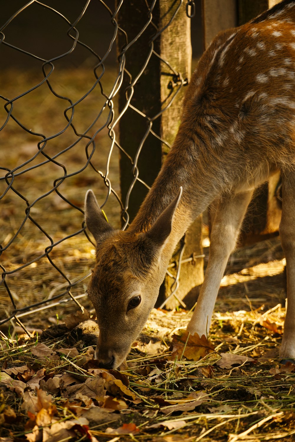 a small deer eating grass behind a chain link fence