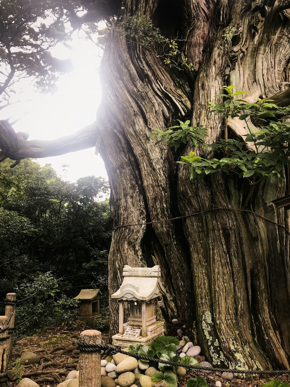 a tree with a lantern in the middle of it