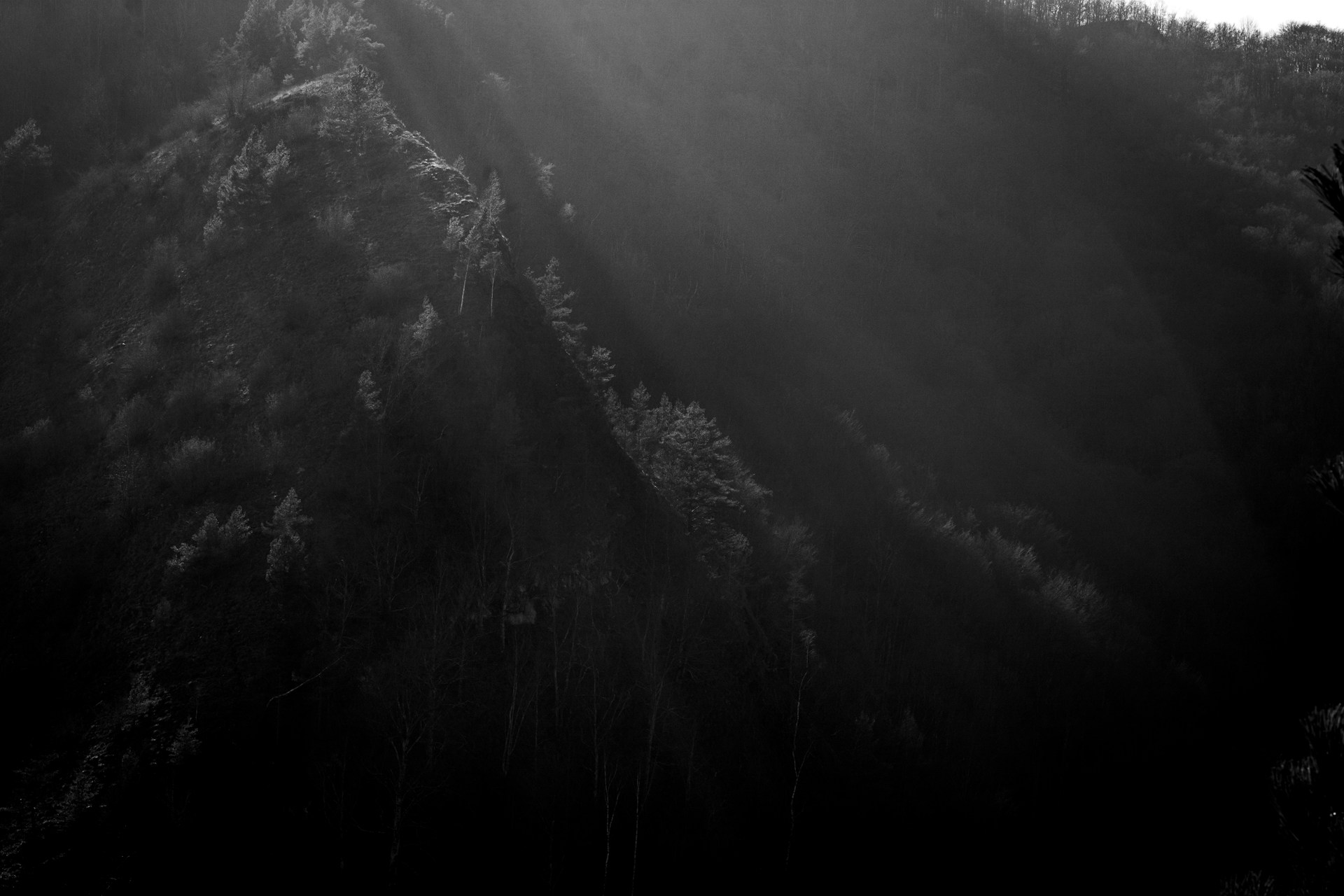 a black and white photo of a forest